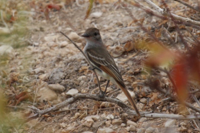 Ash-throated Flycatcher .JPG